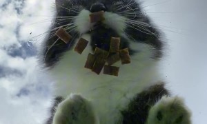 Watching Cats Eat Through Clear Glass