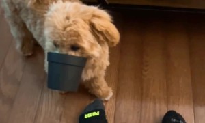 Just a Puppy Doing Puppy Things