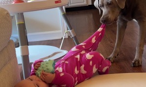 Gentle Dog Just Wants Her Socks