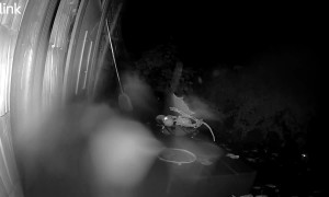 Brave Raccoon Takes on Scary Skeleton