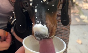 Maggie Loves Her Puppuccino