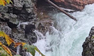Bear Catches a Massive Salmon