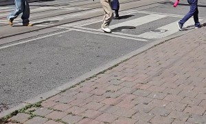 Happy Dog With Bag Enjoys Beautiful Day