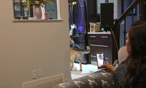 My Dog Gets Me a Drink Out of the Fridge