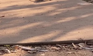 Lizard Runs On Its Hind Legs