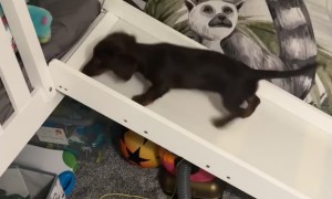 Sausage Dog Can't Climb Slide