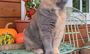 Domino Cat Watches Birds in the Garden