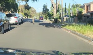 Large Kangaroo Hops Down Craigieburn Street