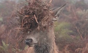 Juvenile Red Deer Stag Covers Antlers In Bracken