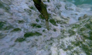 Freediver Swims With Robust Ghost Pipefish