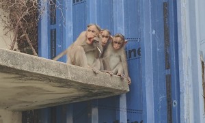 Monkey Has a Sweet Tooth