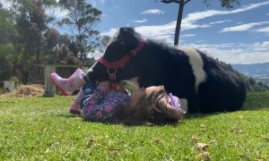 My Daughter Sings to Her Cow Friend