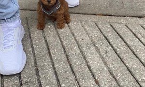Tiny Toy Poodle Delights Passersby