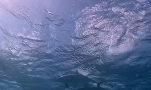 Diver Overjoyed to Meet a Pod of Dolphins