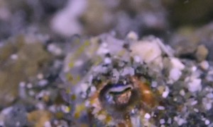 Bobtail Squid Covers Itself In Sand