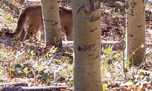 Hunter Has Close Encounter With a Mountain Lion