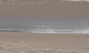 Woman Brings Pet Duck to the Beach