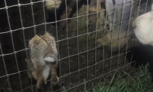 Woman Rescues Rabbit from Wire Fence