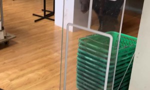 Black Bear Browses Store Aisle