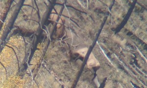 Rutting Bull Elks Spar With Each Other