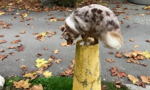 Kimani Is a Jump First, Ask Questions Later Kind of Dog