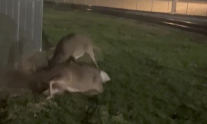 Bucks Battle Near Factory in Pittsburgh