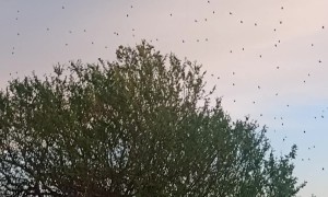 Little Spiders Work Together to Create Massive Web