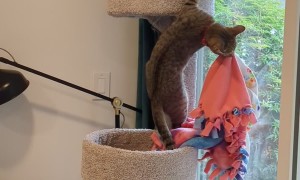 Cat Carries Her Blankies to a Secret Spot