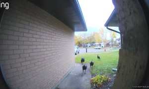 Thanksgiving Turkeys Go Trick-or-Treating on Halloween