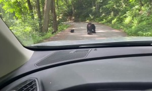 Road Blocked by Family of Bears