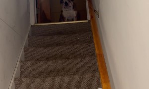 English Bulldog Brisket Wants Donuts