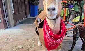 Goat Dressed Up As Sheriff For Halloween