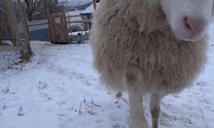 Sheep Wants Pets