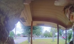 Woodpecker Rings Doorbell