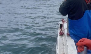 Fisherman Inadvertently Rescue Seal