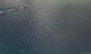 Deer Swim In San Domenico Lake