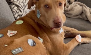 Toddler Stickers Patient Dog