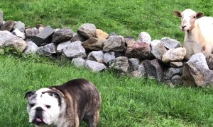 Bulldog Doesn't Appreciate Sheep