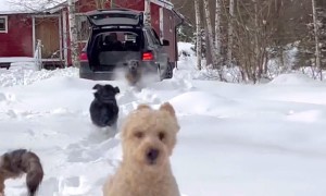 Doodles Dash Through Drift of Snow