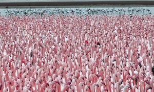 A Flamboyance of Flamingos Gather in Kazakhstan
