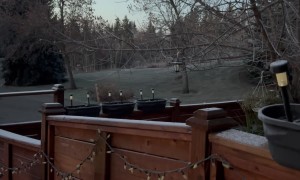 Coyotes Fighting in Calgary Neighborhood