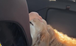 Baby Bonds With Gentle Golden Retriever