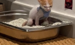 Kitten Has His Own Bathroom Decor