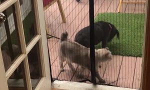 Cat Jumps Through Magnetic Screen Door