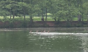 Deer Swim Across Lake