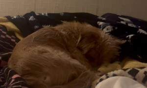 Terrible American Accent Excites Dog