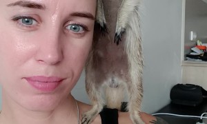 Pet Meerkat Perches On Owner's Shoulder