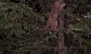 Basenjis Tree Cougar