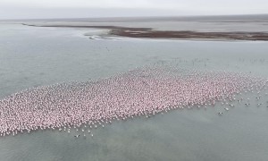 Flamingos Overtake Kazakhstan's Lake Karakol