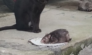 When Your Cat Is Off the Clock